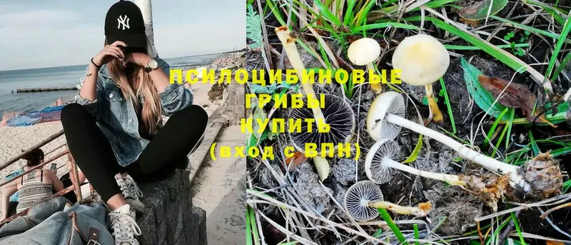 Псилоцибиновые грибы MAGIC MUSHROOMS  сайты даркнета как зайти  Цоци-Юрт 